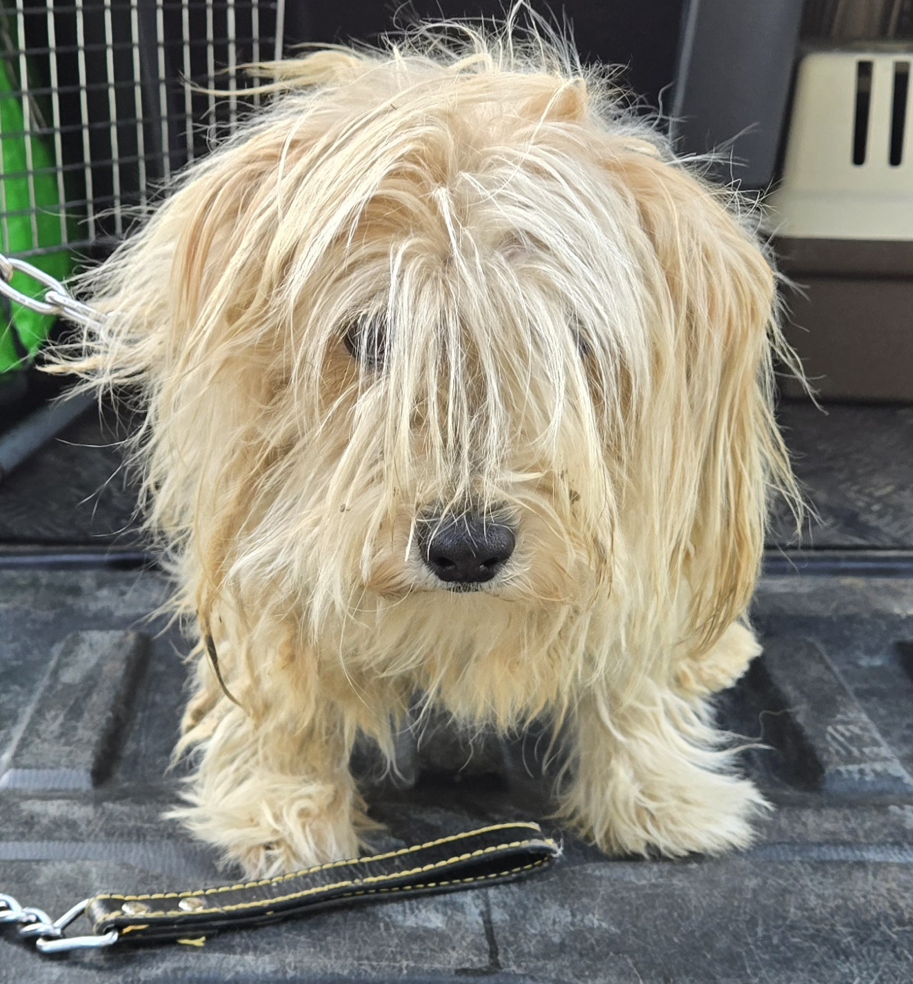 보호중 믹스견의 가…